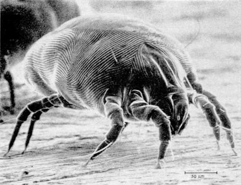 チリダニやツメダニの駆除方法は？知っておいて損なしのダニ対策を紹介